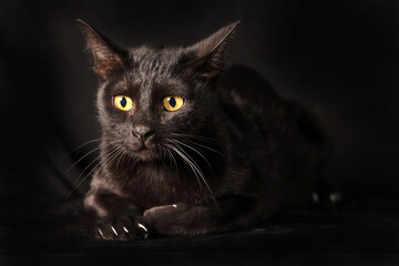 Black cat glowing eye sit on black background