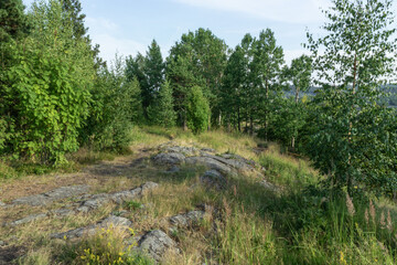 beautiful landscape with natural trees,plants,stones in the Park,forest in summer in Karelia,Russia