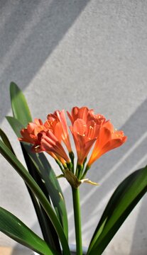 A Kaffir Lily(flower)