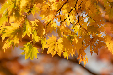 Fototapeta na wymiar 黄色に色づくカエデの葉