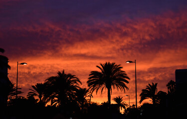 Red and violet sunset and silhouette of palm trees.