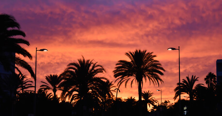 Obraz na płótnie Canvas Red and violet sunset and silhouette of palm trees.