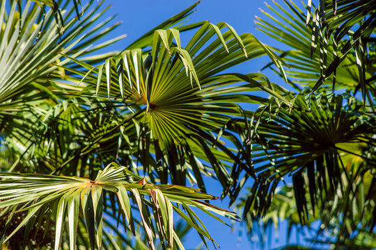 branches palm trees over blue sky background.