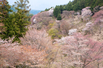 吉野(上千本)