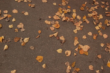 Gray asphalt pavement with fallen yellow leaves of trees. Autumn background