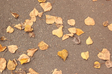 Gray asphalt pavement with fallen yellow leaves of trees. Autumn background