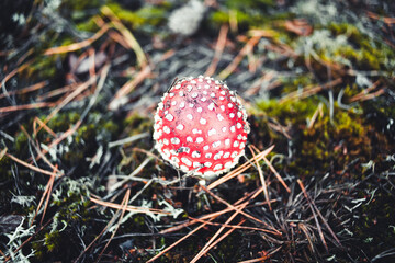 junger Fliegenpilz auf Waldboden