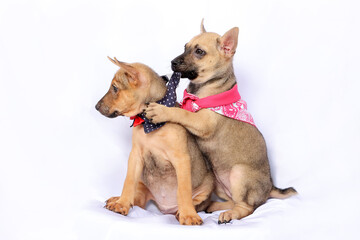 Two Cute puppy wearing scarf play love care on white background
