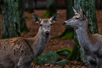 Damwild im Buchenwald