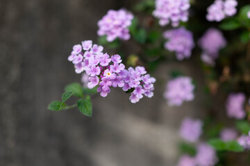 Obraz premium 紫色のランタナの花