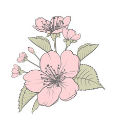 Hand drawn design elements sakura flowers collection.