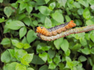Brown Larvae of Oleander Hawk-Moth (Daphnis nerii) walking on branch of desert rose with green nature blurred background.