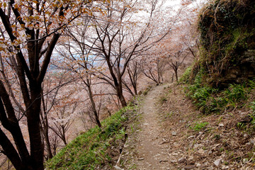 Fototapeta premium 吉野(上千本)
