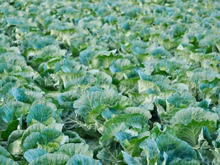 キャベツ　きゃべつ