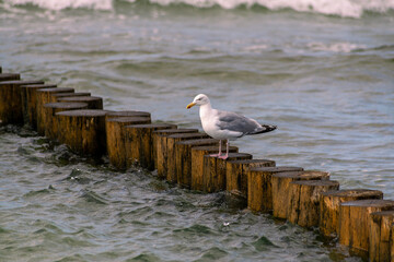 Möwe auf Buhne in Ostsee