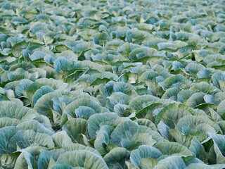 キャベツ　きゃべつ