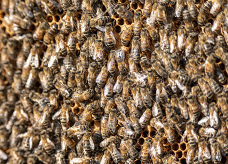 closeup of bees on honeycomb in apiary frame Honey bee selective focus