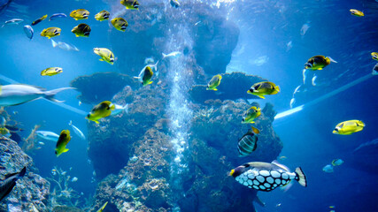 Exotic ocean fish yellow, blue and white colors swimming among coral reef.