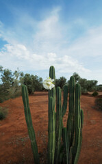 succulent plant with flower
