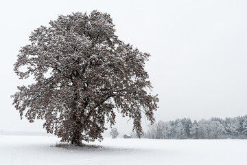 Eiche im Winter