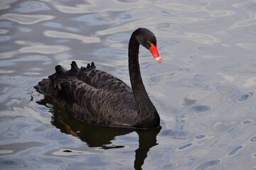 Black swan in park lake