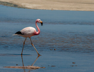 flamingo in the water