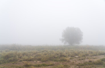 Obraz na płótnie Canvas Foggy weather in the field
