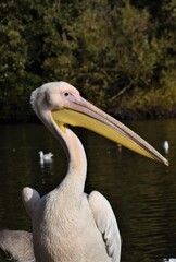 Portrait of a white pelican 