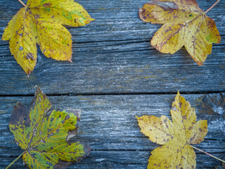 Naklejka na ściany i meble Autumn Again - Coloured maple leaves on a weathered wooden board make a beautful seasonal autumn background.
