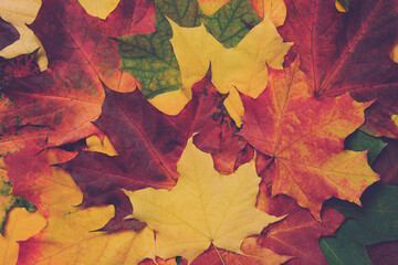 Many beautiful maple leaves red yellow orange green background.