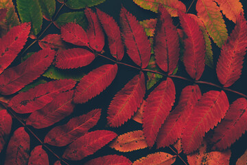 Beautiful red orange green autumn rowan leaves black background.