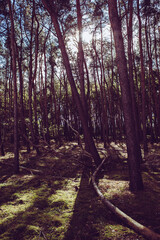 Wald im Gegenlicht