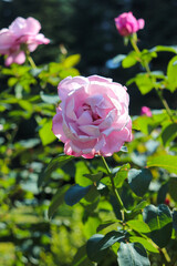 バラ 薔薇 ピンク パープル ばら園