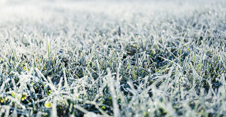 Morning dew froze on a green grass lawn and turned it into a white blanket