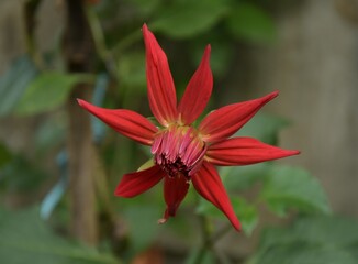 Red color dahlia 
