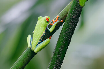 Gaudy Leaf Frog (Agalychnis callidryas) at Arenal volcano National Park, Costa Rica