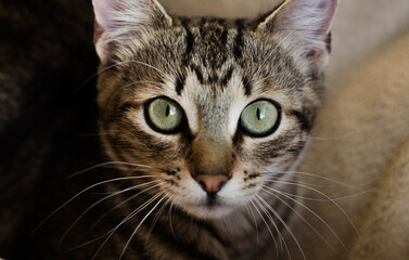 Grey kitten looking into the camera, home pet, sunlight. concept coziness.