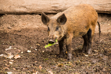 baby wild boar eats green leaf