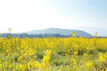 Obraz premium 天香具山と菜の花