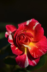 Fototapeta na wymiar red rose with water drops