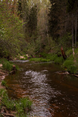 Small, calm countryside river flowing through forest.