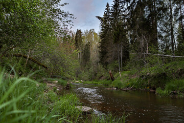 Small, calm countryside river flowing through forest.