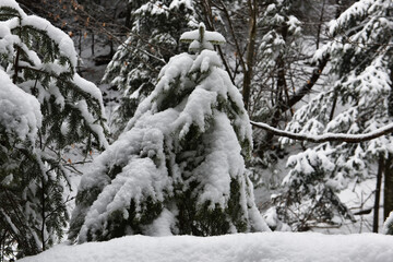 Winter landscape. Snowy winter forest. Spruce covered with a layer of snow in a forest glade.