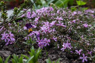 Small purple flowers blooming in home garden.