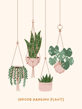 Hand Drawn Macrame Hangers For Plants Growing In Pots. String Of Pearls, Snake Plant, Aloe And Monstera Elements. Houseplant Flower Pot Vector Illustration.