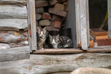 Babykatzen in ländlicher Umgebung