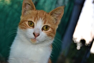 Colorful cat with its beautiful and green eyes. Close-up cat photos. Cute cats sits as like pose to photo machine