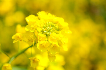 菜の花
