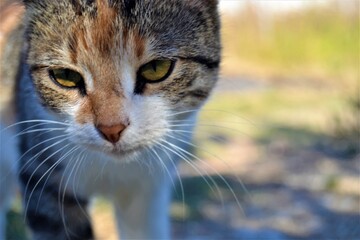 Colorful cat with its beautiful and green eyes. Close-up cat photos. Cute cats sits as like pose to photo machine