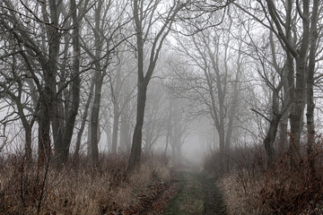 Fototapeta na wymiar Alley in fog with silhouette of trees. Autumn trail. A path through a forest with dense fog. Mysterious pathway. Footpath is vanishing in mist.